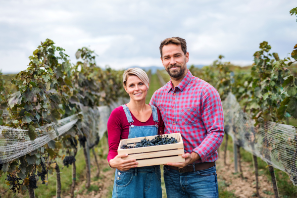 Portrait of man and woman holding grapes in box in vineyard in autumn, harvest concept.