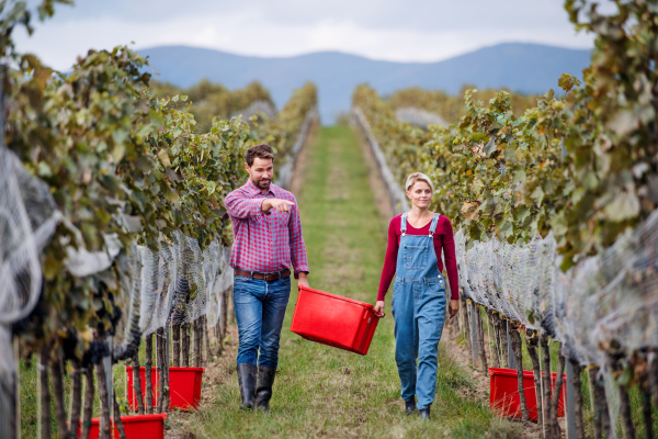 Portrait of man and woman carrying grapes in vineyard in autumn, harvest concept.