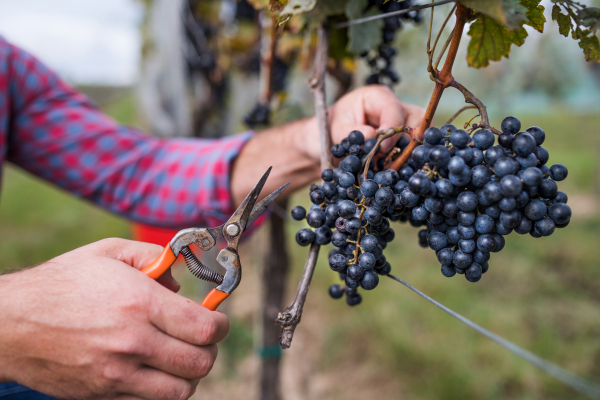 Hands of unrecogniazble man worker collecting grapes in vineyard in autumn, harvest concept.