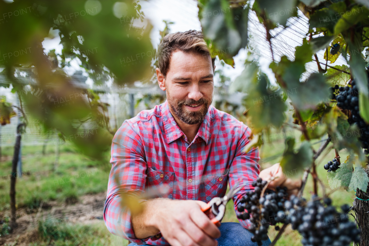 Portrait of man worker collecting grapes in vineyard in autumn, harvest concept.