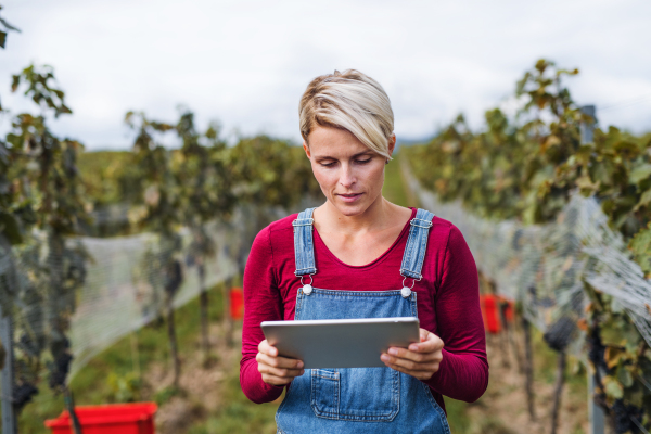 Portrait of woman holding tablet in vineyard in autumn, harvest and wine-making concept.