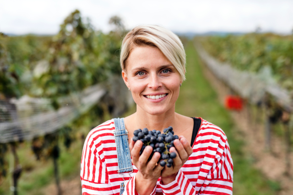 Portrait of young woman holding grapes in vineyard in autumn, harvest concept.