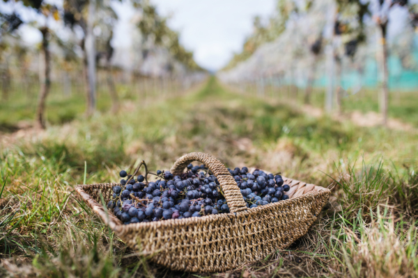 Basket with blue grapes in vineyard, grape harvest concept.