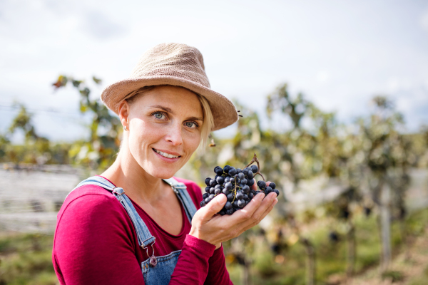 Portrait of young woman holding grapes in vineyard in autumn, harvest concept.