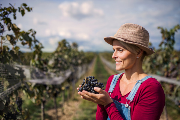 Portrait of young woman holding grapes in vineyard in autumn, harvest concept.