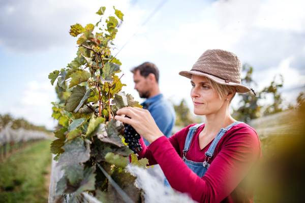 Portrait of man and woman collecting grapes in vineyard in autumn, harvest concept.