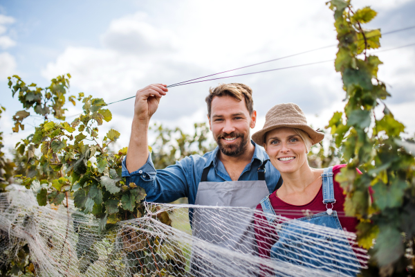 Portrait of man and woman collecting grapes in vineyard in autumn, harvest concept.