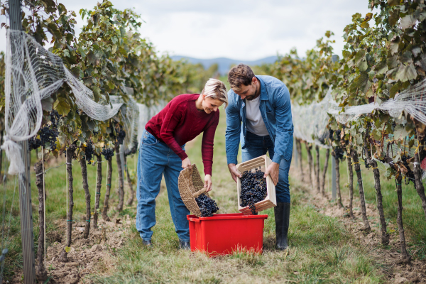 Portrait of man and woman collecting grapes in vineyard in autumn, harvest concept.