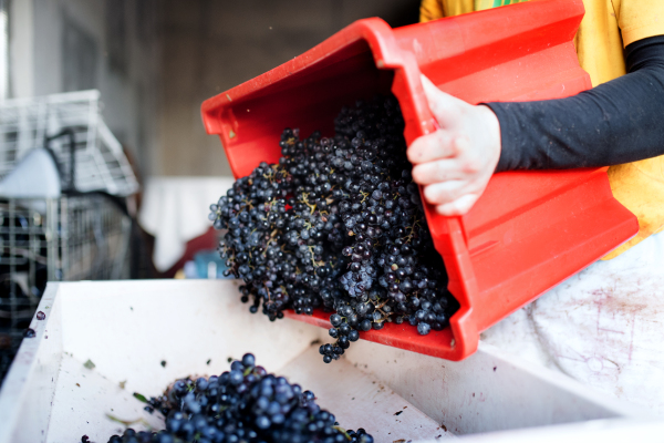 Midsection of unrecognizable woman collecting grapes in vineyard in autumn, harvest concept.