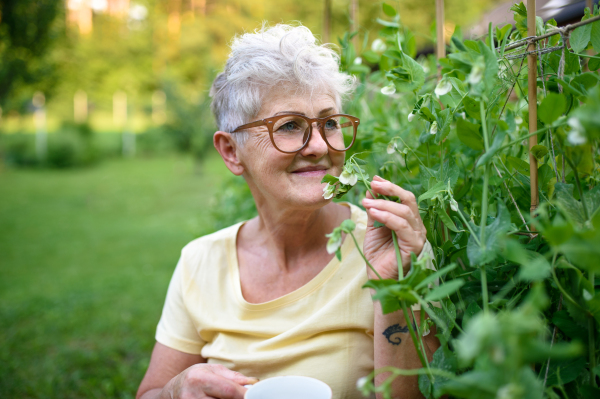 Portrait of contented senior woman sitting outdoors by vegetable garden, smelling pea plant.