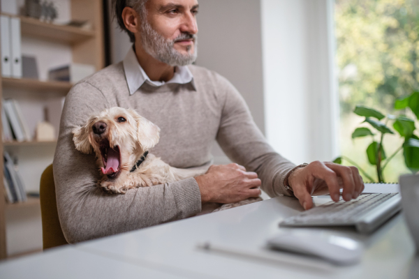 A mature businessman with dog sitting at the desk indoors in office, using computer.