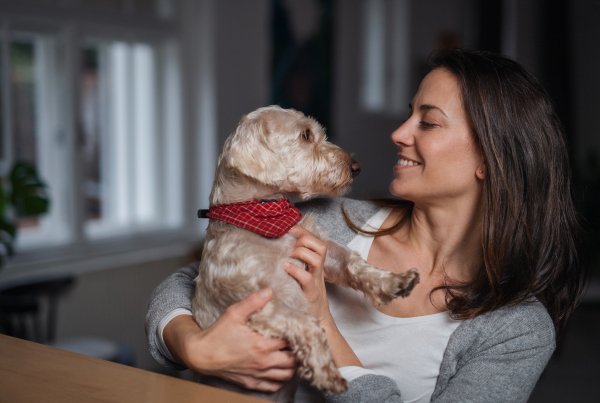 A front view of attractive businesswoman with dog indoors in office, resting.