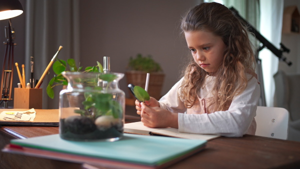 A concentrated little girl making a herbarium, biology project indoors at home, homeschooling.