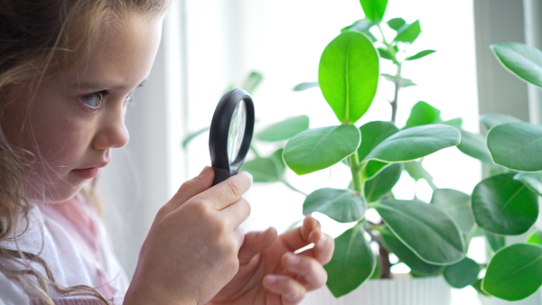 A close up of concentrated little girl using magnifying glass and looking at plant leaves, doing biology project, homeschooling.