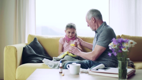 Senior grandfather looking after sick small granddaugther indoors at home, giving her a drink of juice.