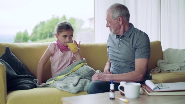 Senior grandfather looking after sick small granddaugther indoors at home, giving her a drink of juice.