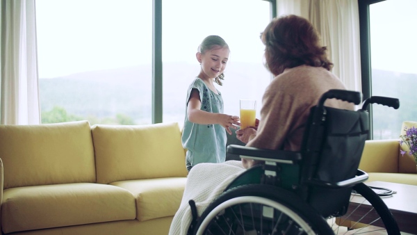 Small girl and her senior grandmother in wheelchair indoors at home, giving juice. Slow motion.