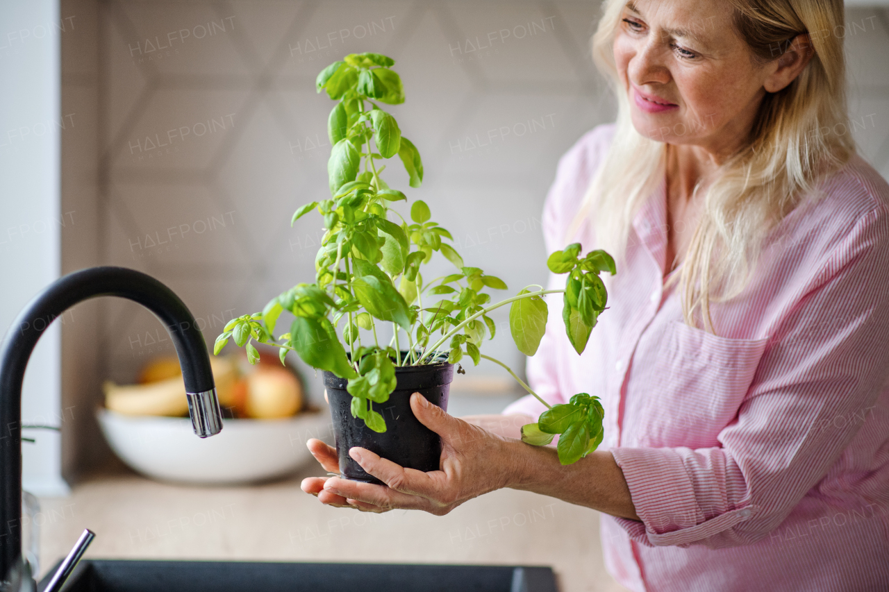 Front view portrait of senior woman watering plant herbs indoors at home.