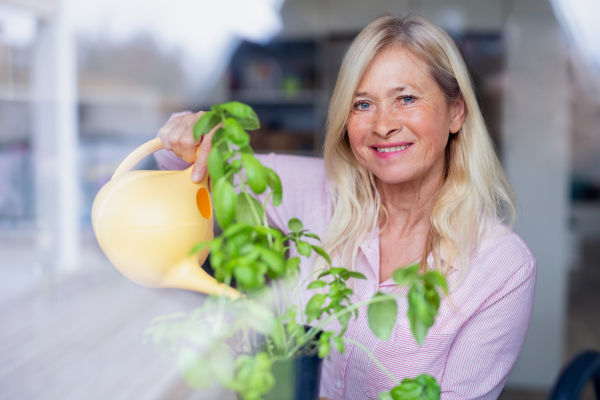 Front view portrait of senior woman watering plant herbs indoors at home.