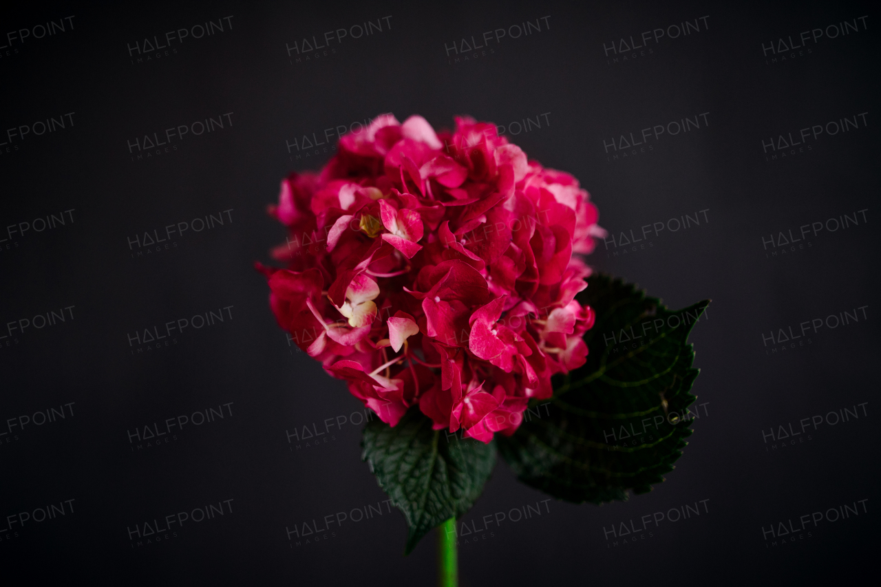 One red hydrangea flower on a dark background.