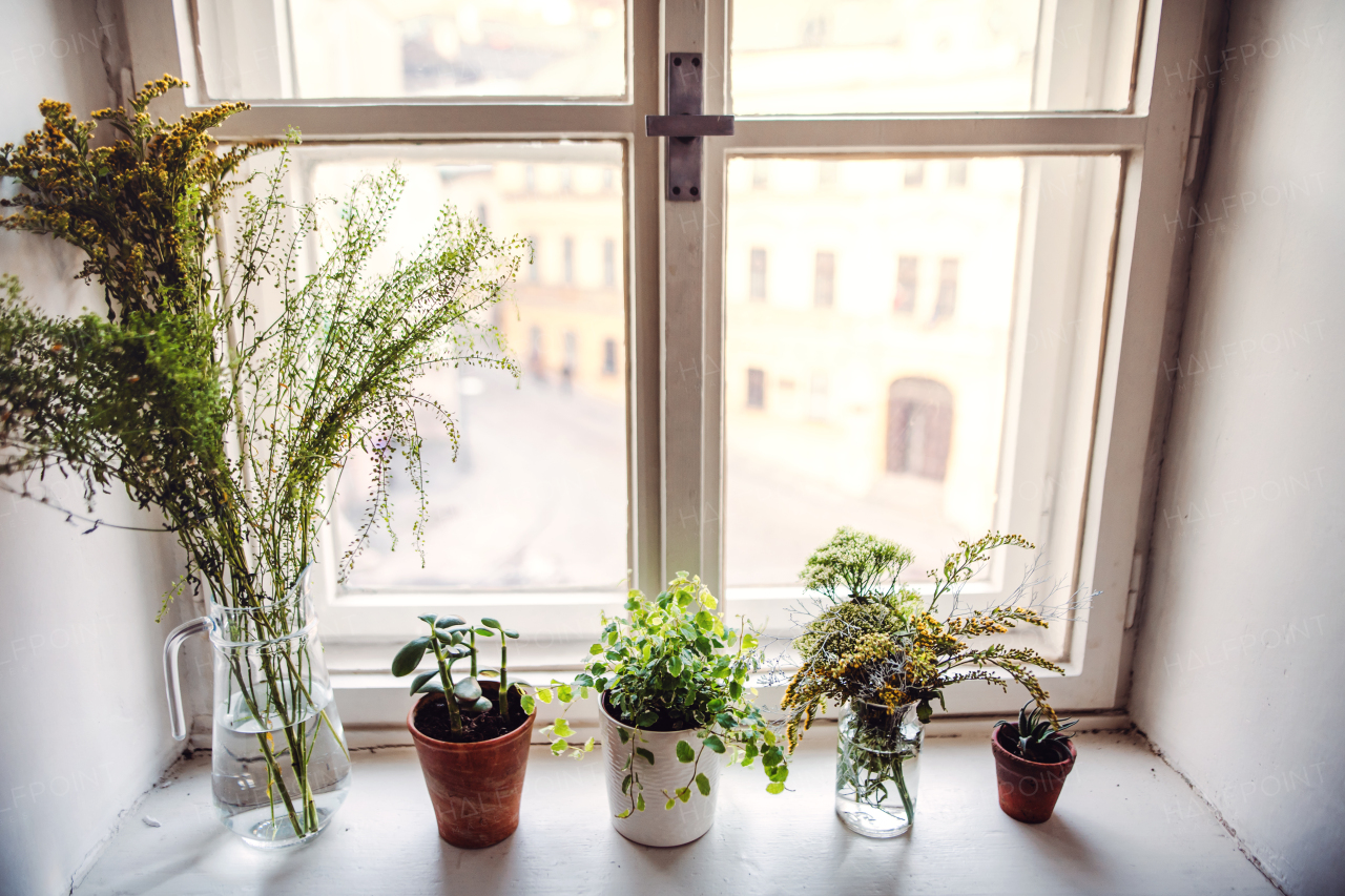 Plants in flower pots and glass vases on window sill. A startup of florist business.