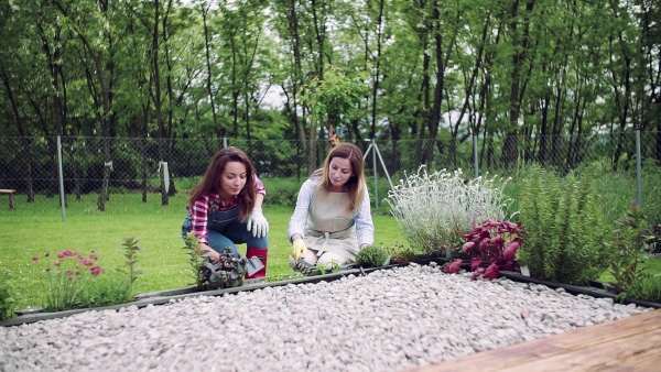 A happy mother with adult daughter gardening outdoors, planting flowers. Slow motion.