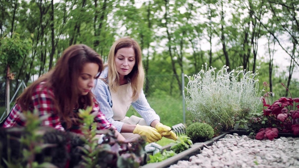 A mother and adult daughter with dog gardening outdoors, planting flowers. Slow motion.