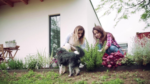 A mother and adult daughter with dog gardening outdoors, planting flowers. Slow motion.