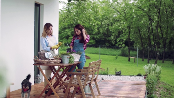 A portrait of mother with adult daughter standing on patio outdoors, gardening.