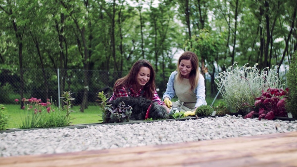 A happy mother with adult daughter gardening outdoors, planting flowers.