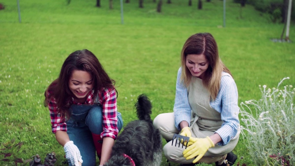 A mother and adult daughter with dog gardening outdoors, planting flowers.