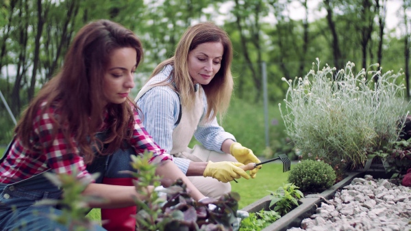 A happy mother with adult daughter gardening outdoors, planting flowers.