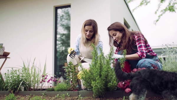 A happy mother with adult daughter gardening outdoors, planting flowers.