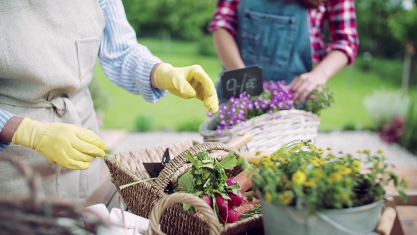 A midsection of unrecognizable mother with adult daughter standing outdoors, gardening. Slow motion.