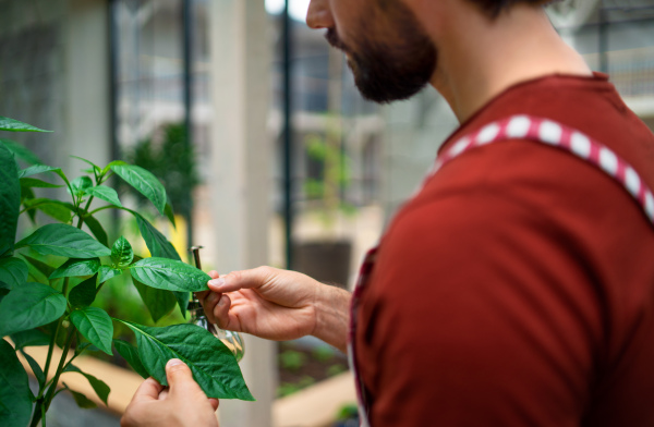 Midsection of unrecognizable man gardener working in greenhouse.