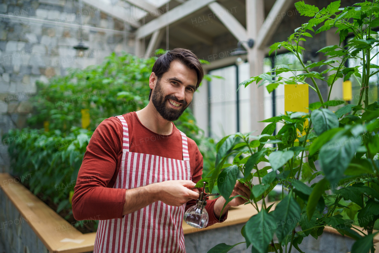 Front view of happy man gardener standing in greenhouse, spraying plants with water.