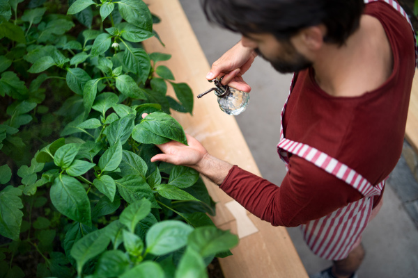 Top view of unrecognizable man gardener standing in greenhouse, spraying plants with water.