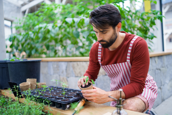 Portrait man gardener working in greenhouse, planting.