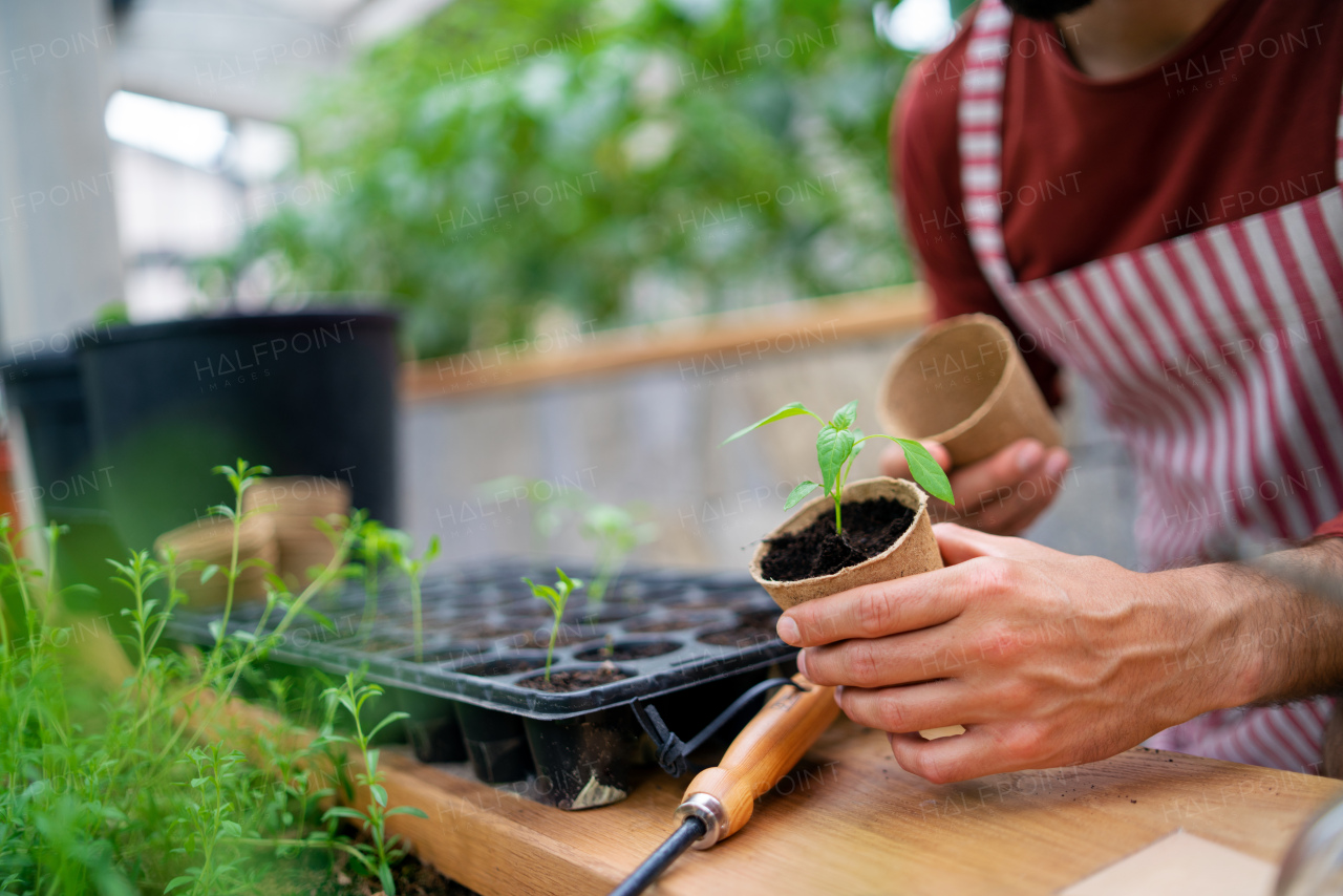 Midsection of unrecognizable man gardener working in greenhouse, planting.