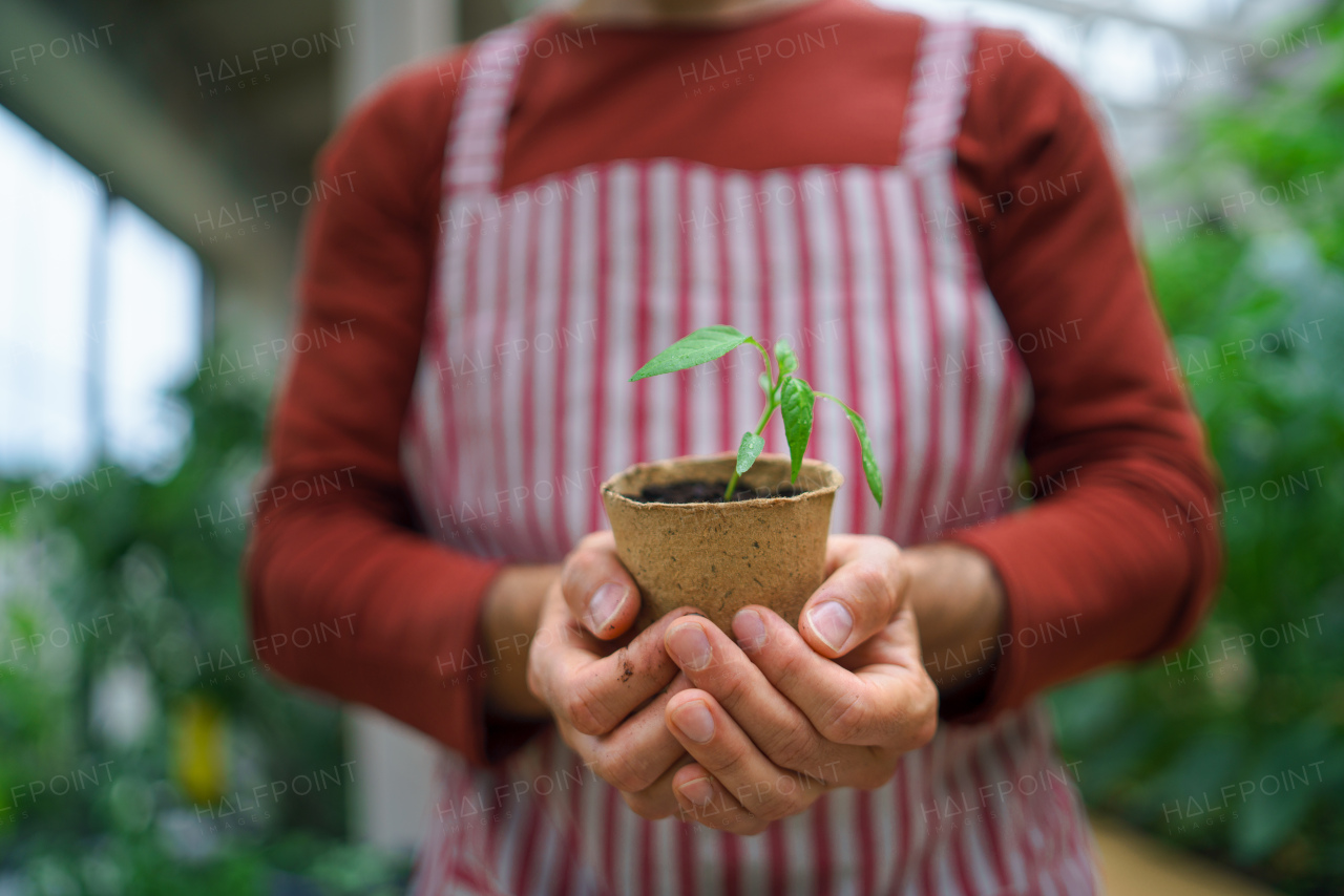 Midsection of unrecognizable man gardener working in greenhouse, holding plant.