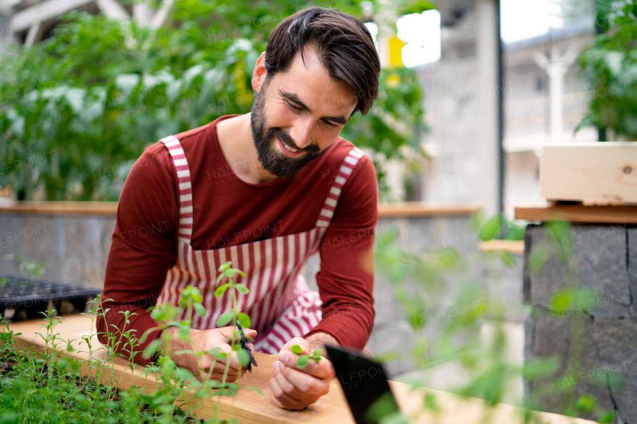 Mature man gardener working in greenhouse, cutting herbs.