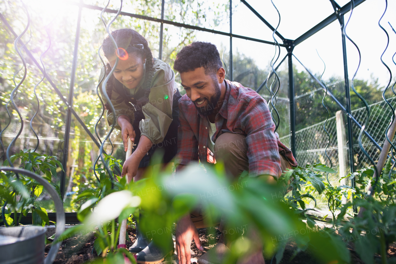 A happy young father with small daughter working outdoors in backyard, gardening and greenhouse concept.