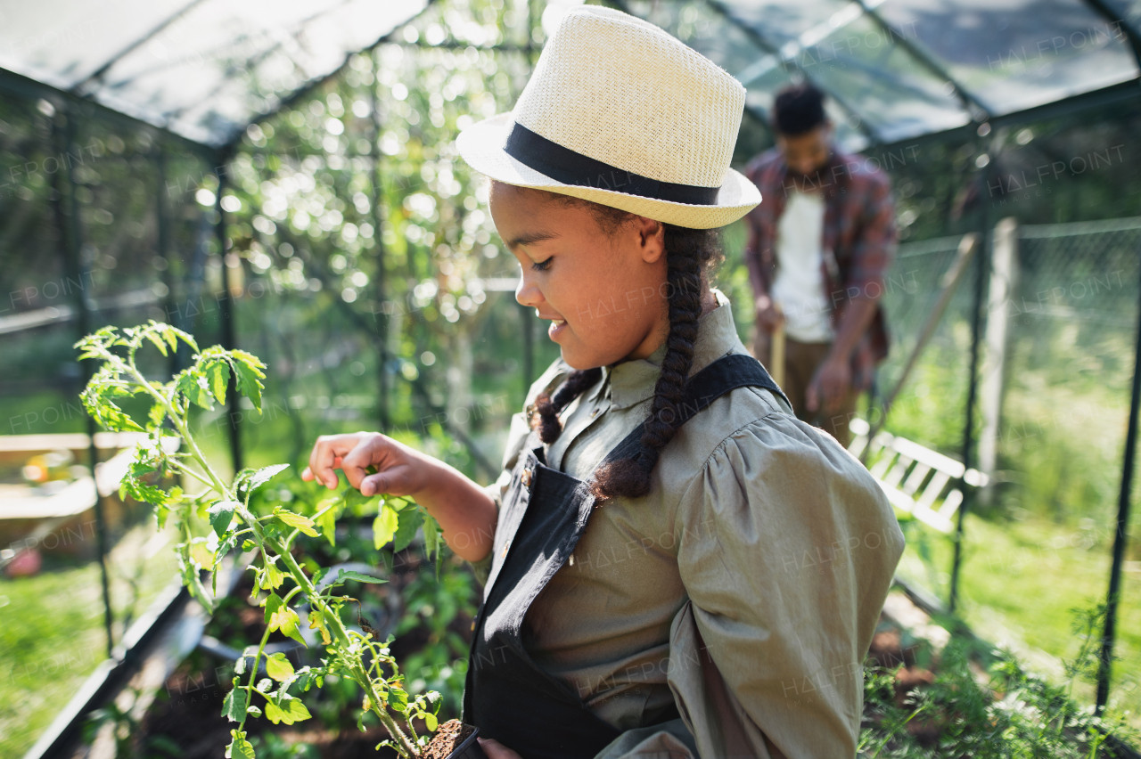 A happy small girl gardening in greenhouse outdoors in backyard, holding tomato plant.