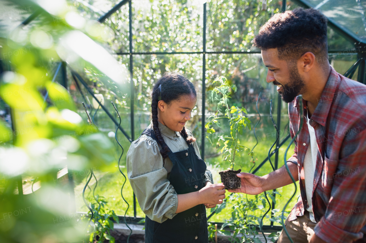 A happy young father with small daughter working outdoors in backyard, gardening and greenhouse concept.