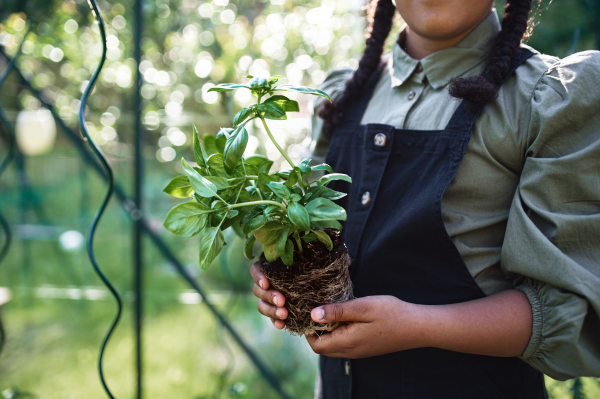 An unrecognizable small girl gardening in greenhouse outdoors in backyard, holding basil plant.