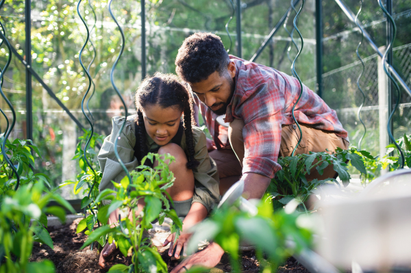 A happy young father with small daughter working outdoors in backyard, gardening and greenhouse concept.