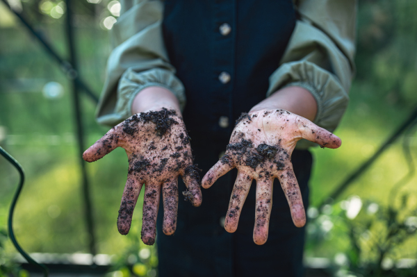 An unrecognizable small girl showing dirty hands, gardening concept.