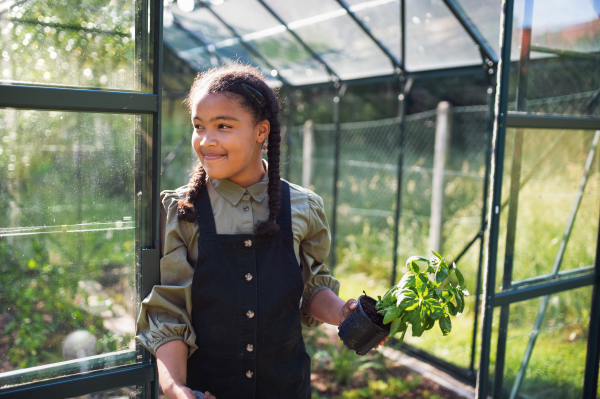 A happy small girl gardening in greenhouse outdoors in backyard, holding herbs.