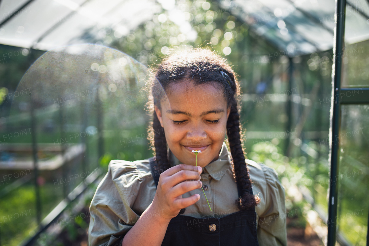 A happy small girl gardening in greenhouse outdoors in backyard, holding small flower.