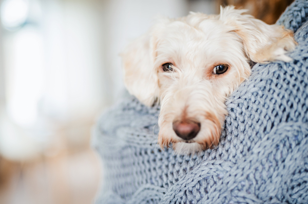 Close-up of unrecognizable woman holding pet dog indoors at home.